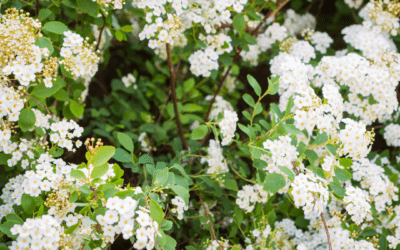 SPIREA