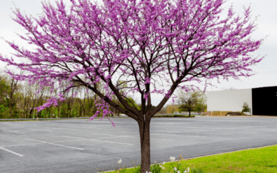 EASTERN REDBUD TREE