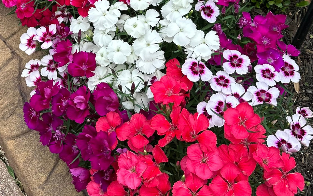 DIANTHUS