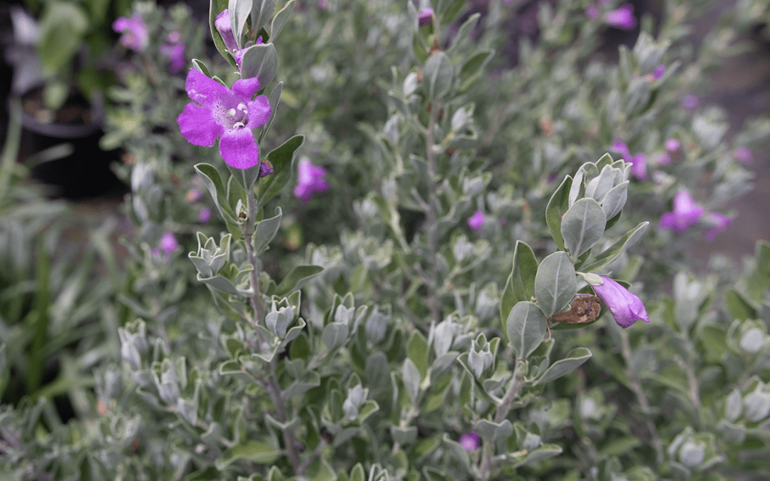 TEXAS SAGE