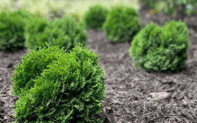 TATOR TOT ARBORVITAE