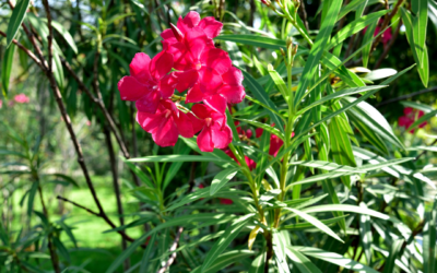OLEANDER