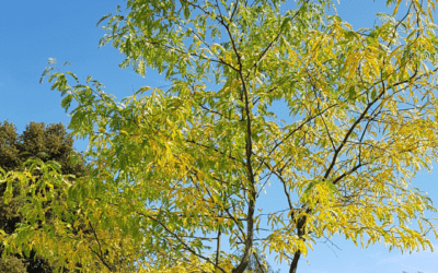 HONEY LOCUST