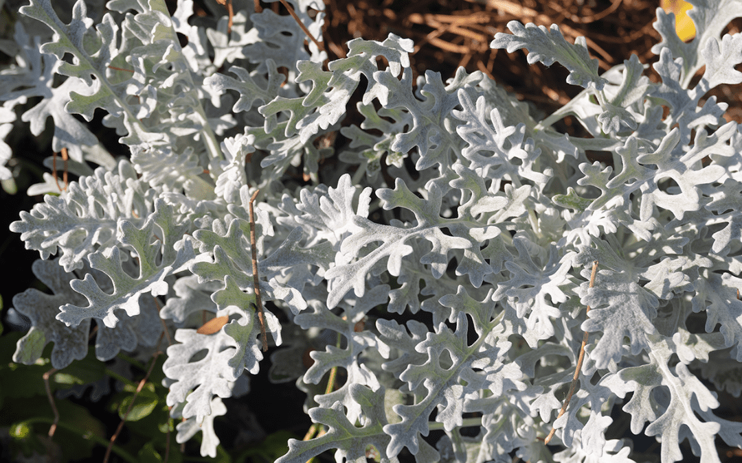DUSTY MILLER