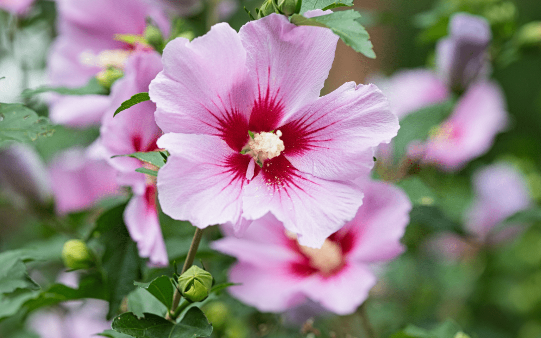 ROSE OF SHARON