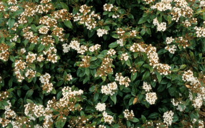 VIBURNUM