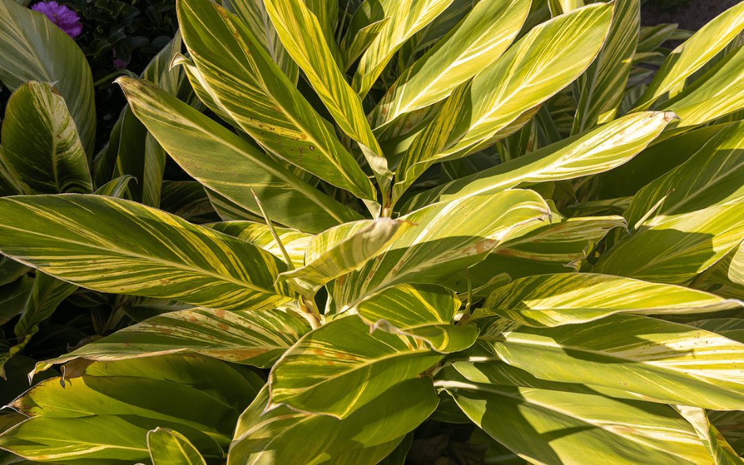 VARIEGATED GINGER