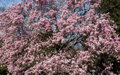 JAPANESE MAGNOLIA