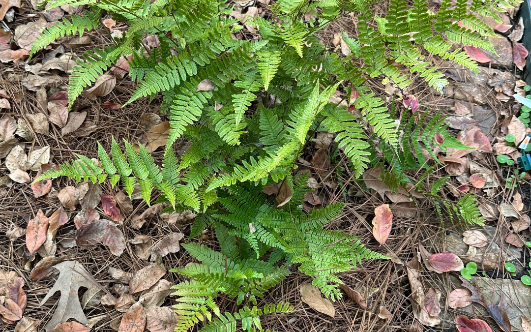 WOOD FERN