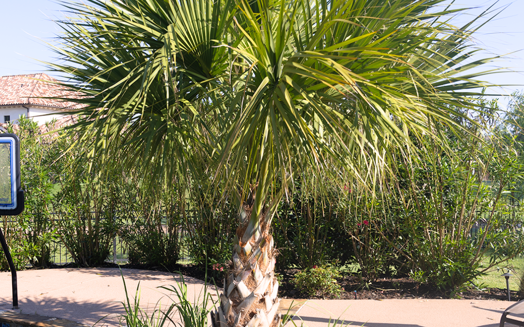 SABAL PALM