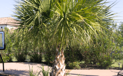 SABAL PALM