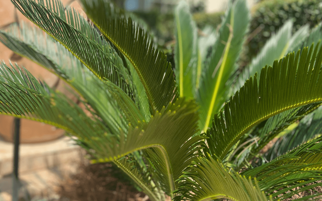 SAGO PALM