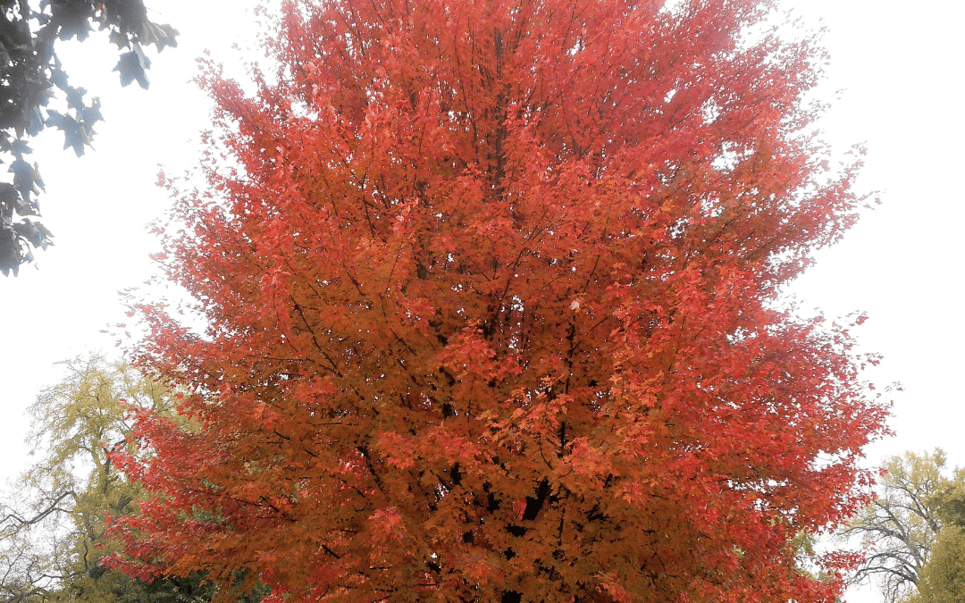 RED MAPLE