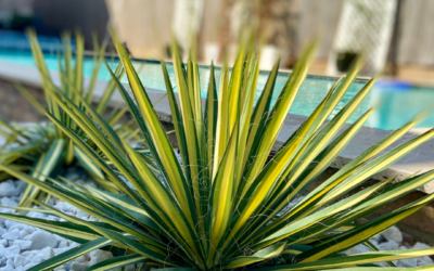 YUCCA