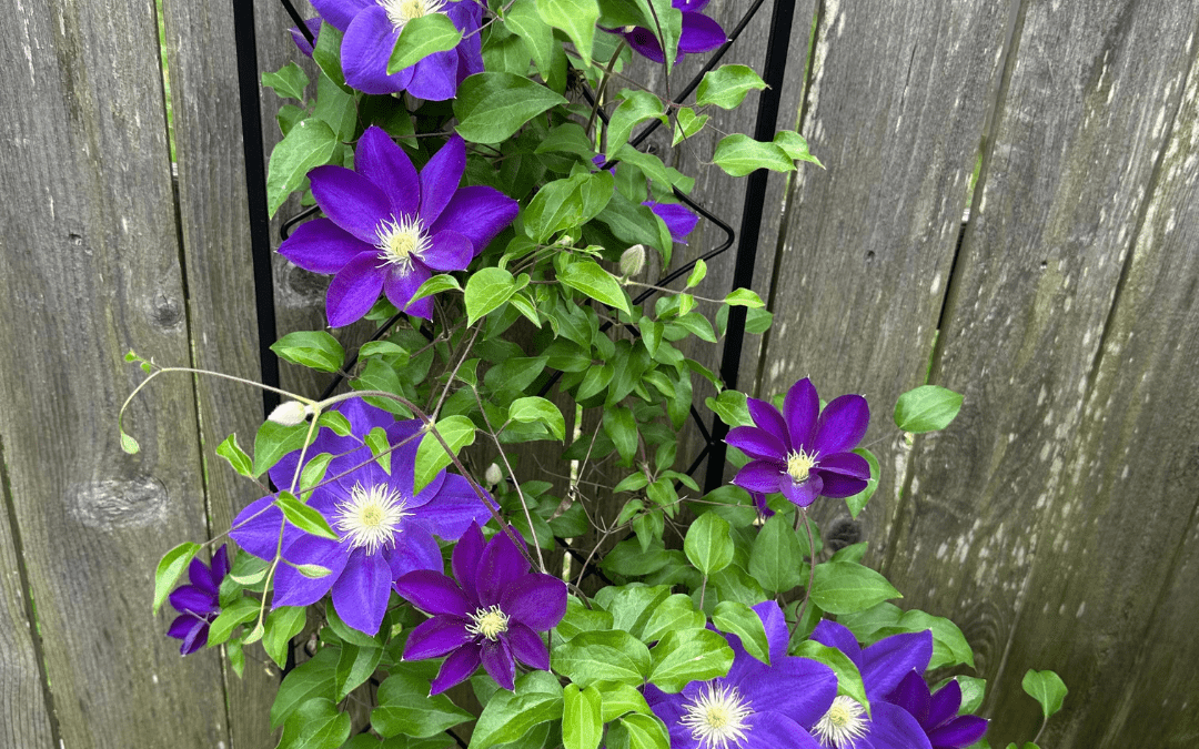 CLEMATIS