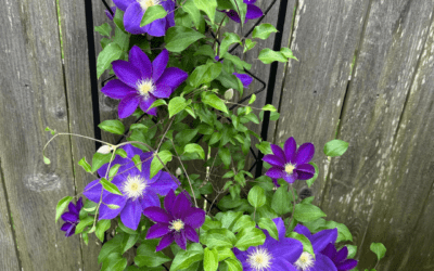 CLEMATIS