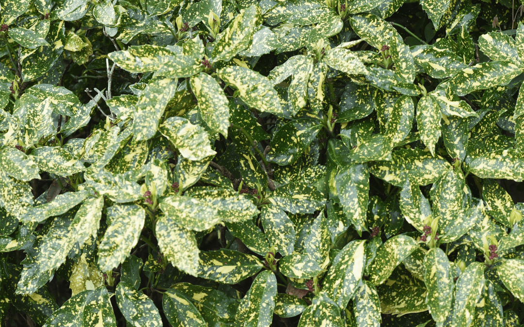 AUCUBA (VARIEGATED)