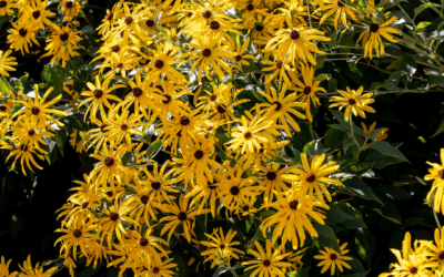 BLACK-EYED SUSAN