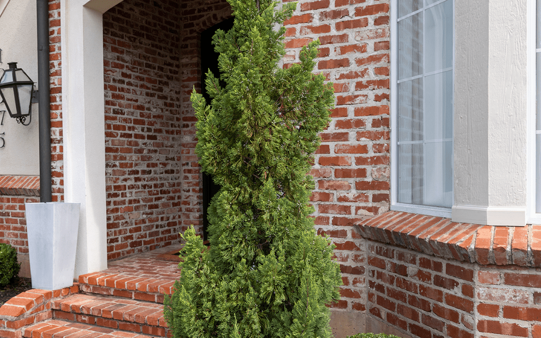 JUNIPER TREE