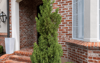 JUNIPER TREE