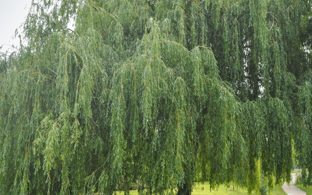 WEEPING WILLOW