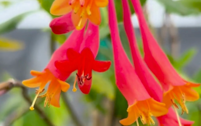 CORAL HONEYSUCKLE