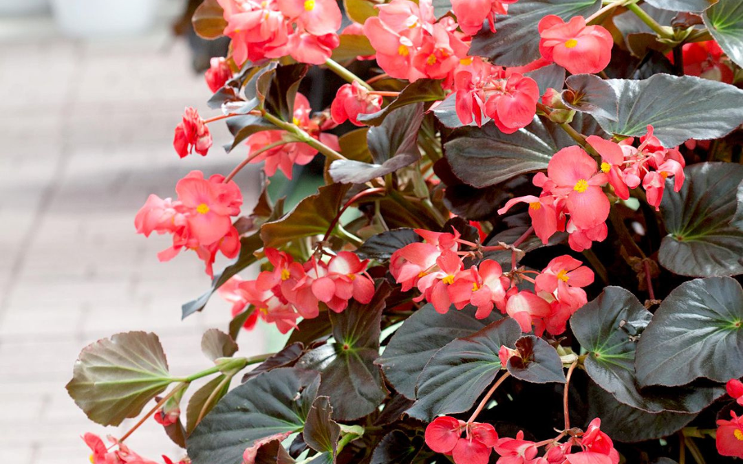 BEGONIA