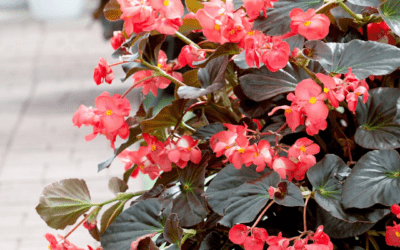 BEGONIA