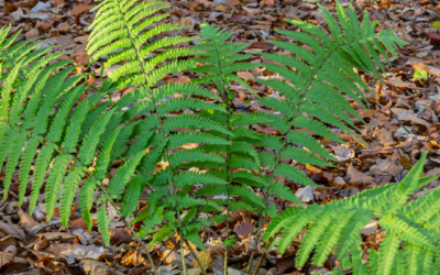 AUTUMN FERN