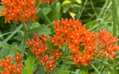 BUTTERFLY MILKWEED