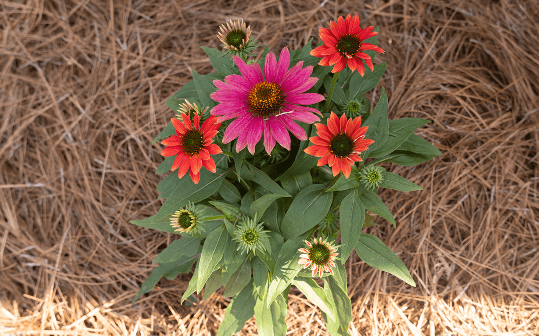 CONEFLOWER
