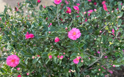 CAMELLIA SASANQUA