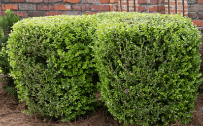 BOXWOOD