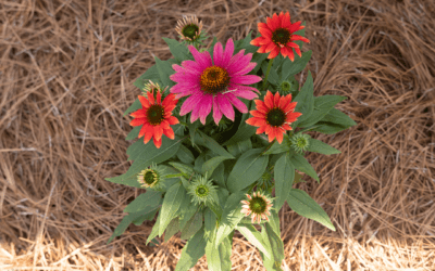 CONEFLOWER