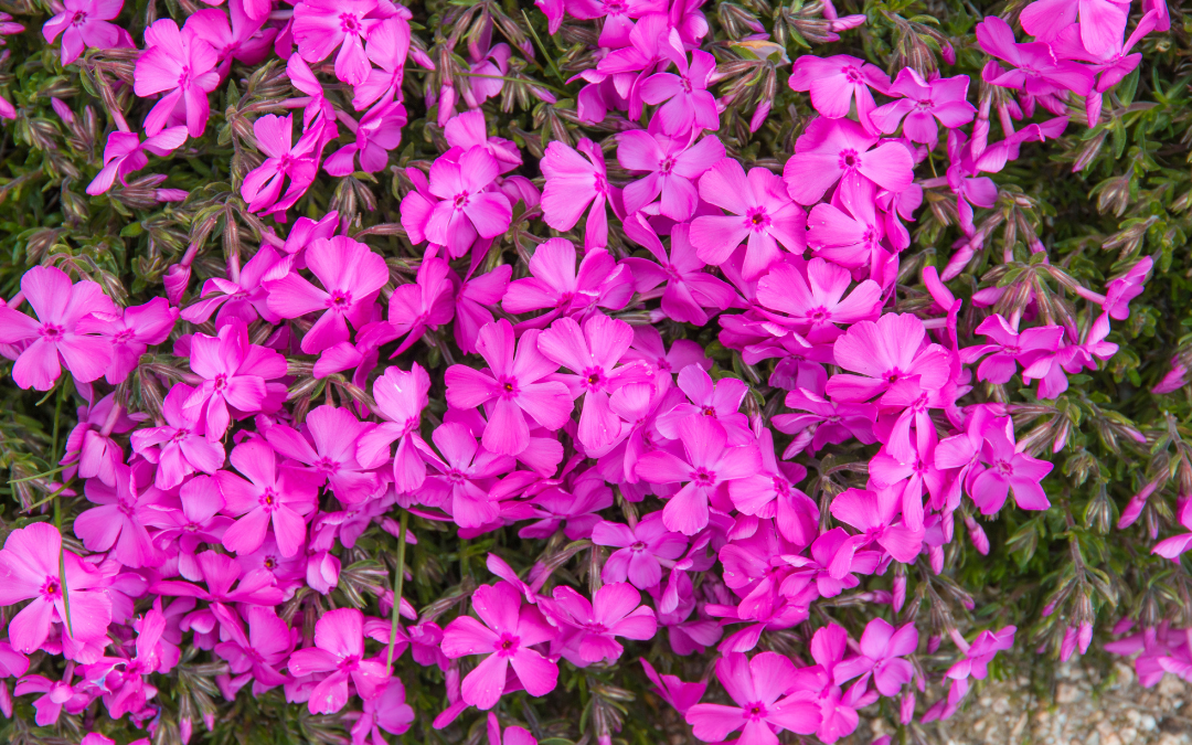 CREEPING PHLOX
