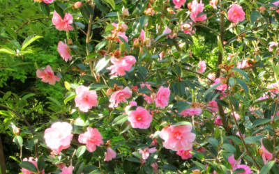 JAPANESE CAMELIA