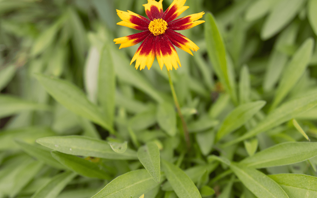 COREOPSIS