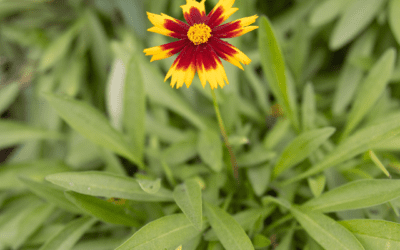 COREOPSIS
