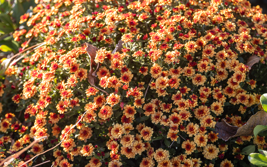 CHRYSANTHEMUM