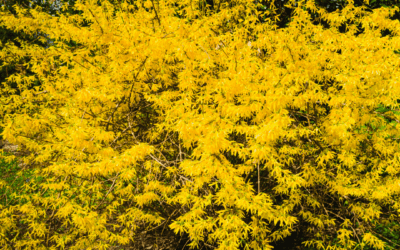 FORSYTHIA