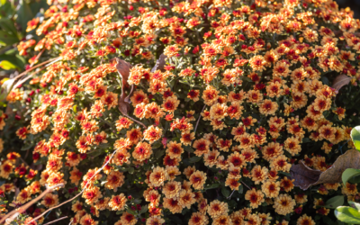 CHRYSANTHEMUM