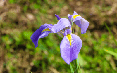 IRIS