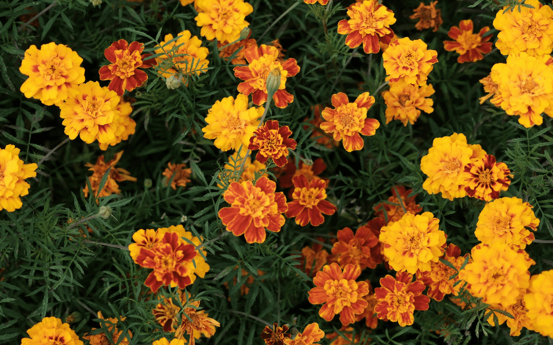 MARIGOLD
