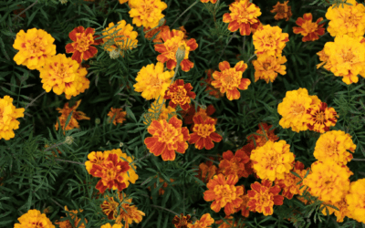 MARIGOLD