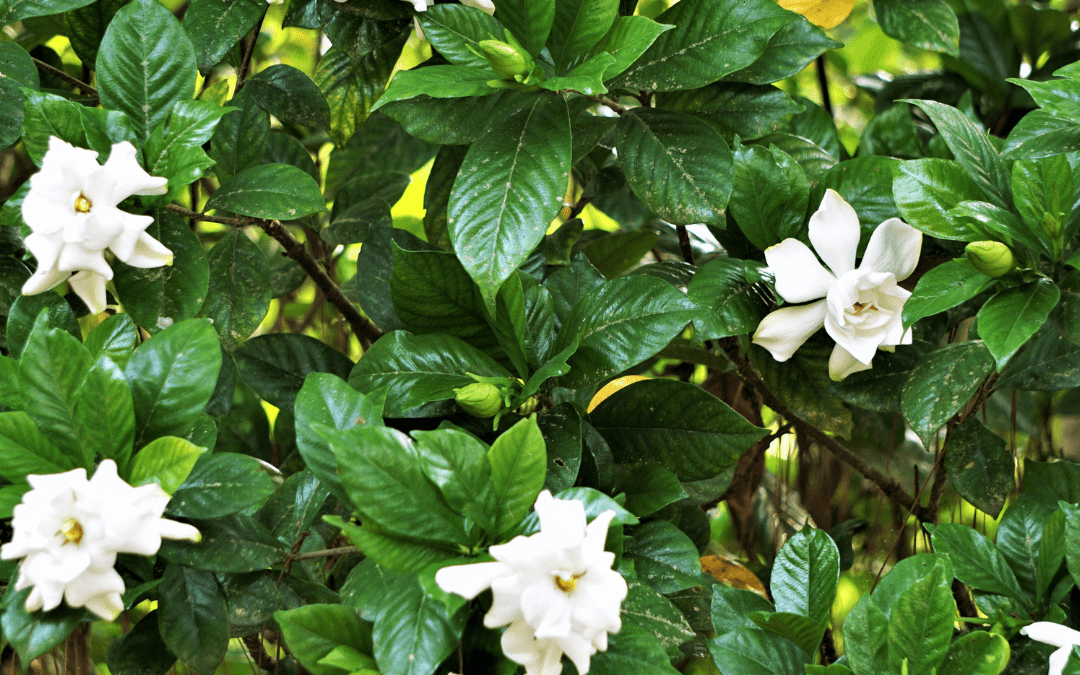 GARDENIA