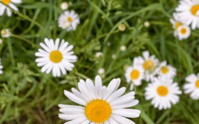 DAISY