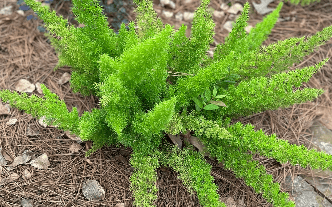 FOXTAIL FERN