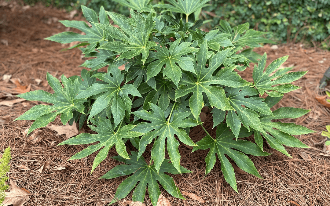 FATSIA JAPONICA