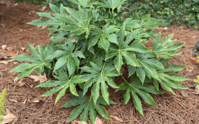 FATSIA JAPONICA