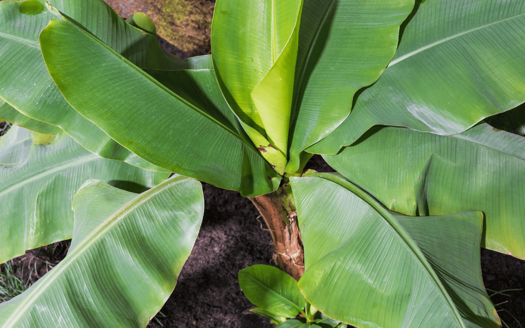 BANANA PLANT